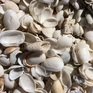 Meet your Posher, Belle